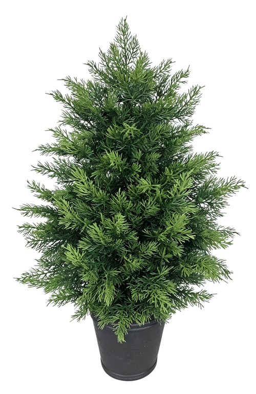 Potted Cypress Tabletop Tree — Pewter Pot